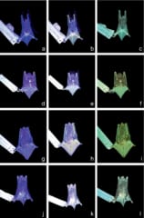 暗闇の中で「発光するコウモリ」を米国で発見の画像 2/2