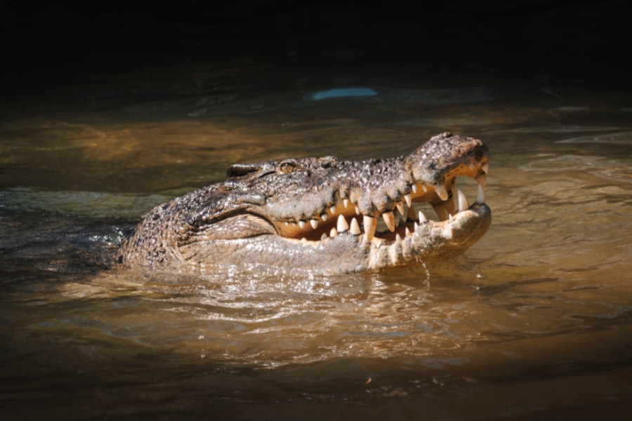 エジプトで8000万年前の「新種ワニの化石」を発見 - ナゾロジー