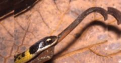 毒ガエルを食べても生き残るヘビ、食べる前に「ある工夫」をしていたの画像 1/1