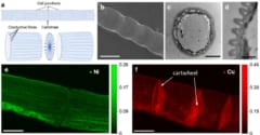 微生物が作る金属有機構造体は人工素材よりも100倍高い導電率を持っていた