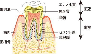 なぜ歯のエナメル質再生は難しかったのか?