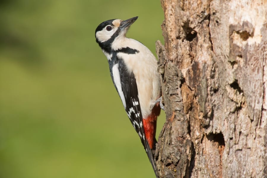 キツツキは穴掘りするときテニス選手のようにうなり声を出す