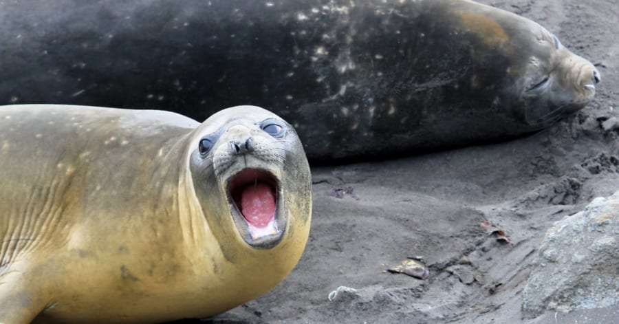 鳥インフルエンザ発生後、繁殖中の雌ミナミゾウアザラシの数が47%減少