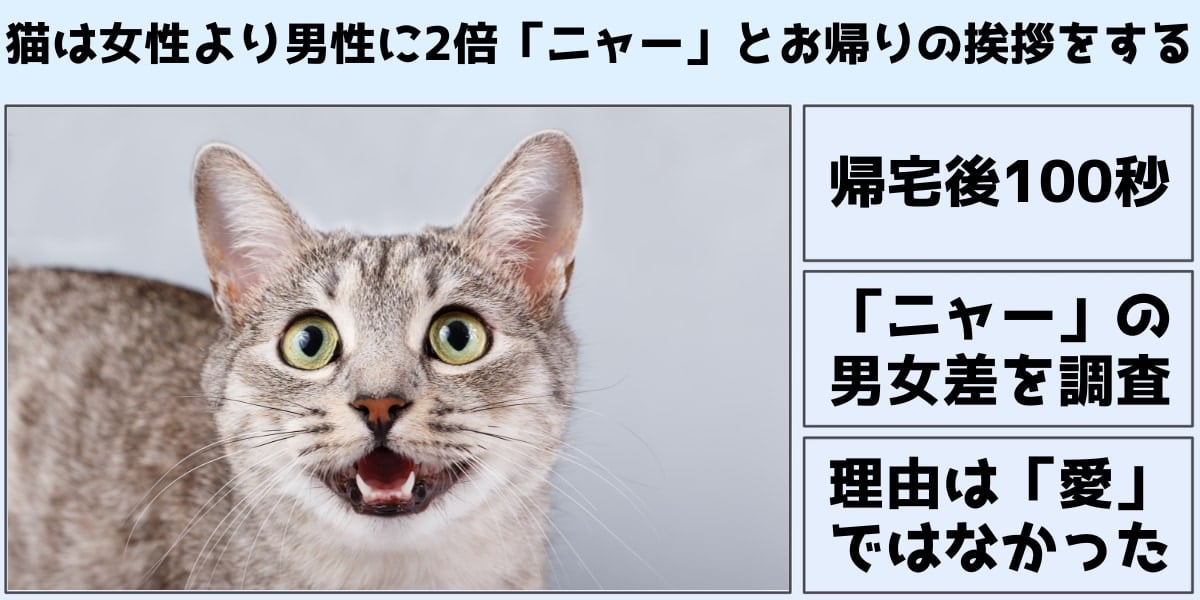 猫は男性に2倍「ニャー」とお帰りの挨拶をすると判明――なぜなのか？