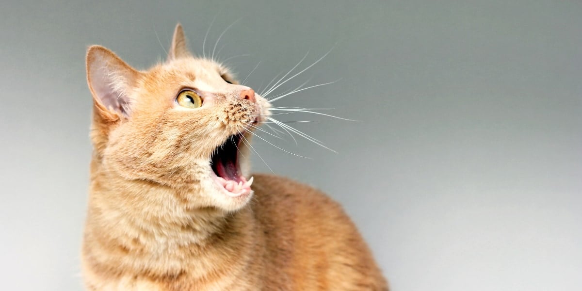 猫の「おかえりニャー」、男性が2倍賑やかだった