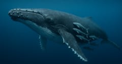 クジラに吸着する「コバンザメ目線」の貴重映像を撮影の画像 1/2
