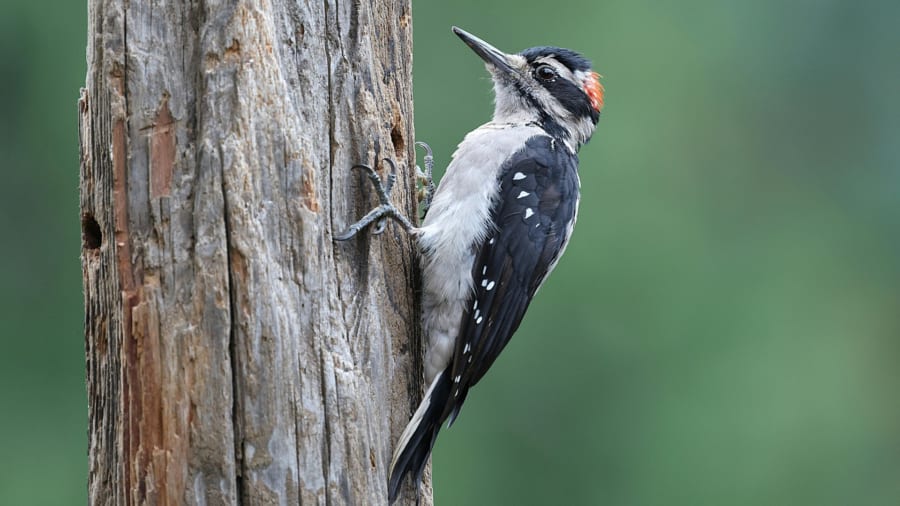 キツツキの打撃は瞬間的に400Gに達する