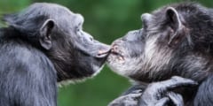 キスの起源は2100万年前のサル時代だった――毛づくろい時の唇の動きが元の画像 1/4