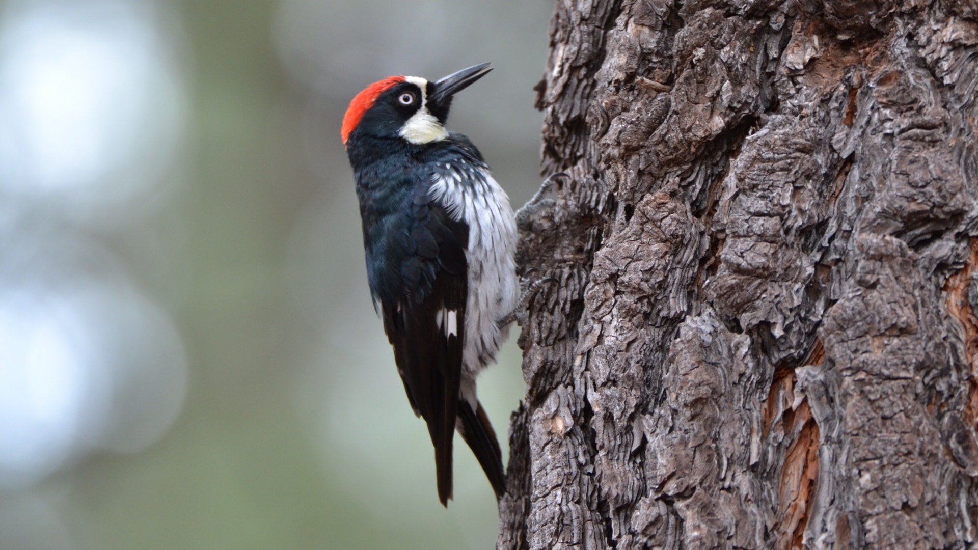 「気合いの呼吸」は生物共通の戦略か?