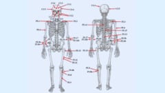 26ヵ所の傷後の分布