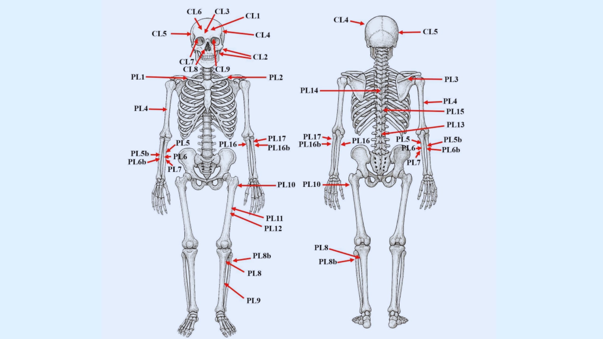 26ヵ所の傷後の分布