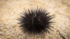 ウニは全身が「脳」でできた動物だった