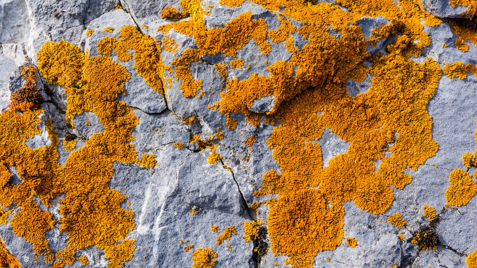 化石探しに革命を起こす