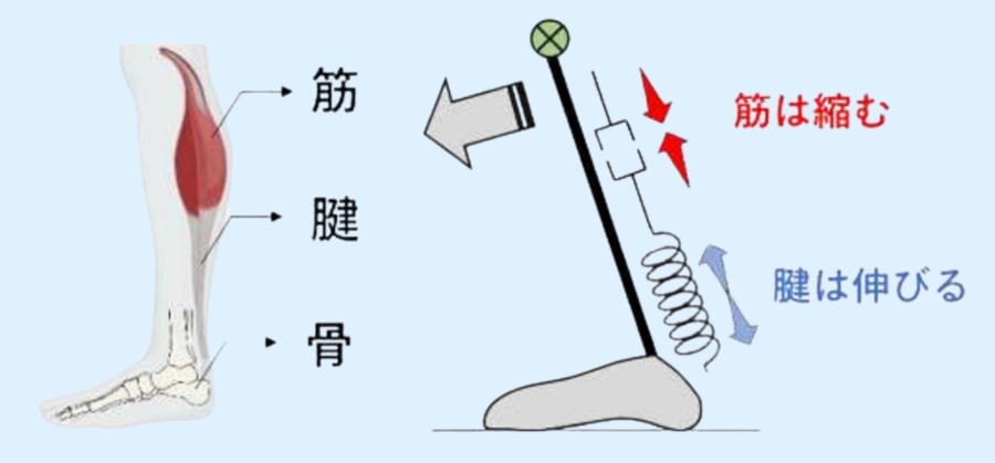 筋肉が十分に強くてもアキレス腱が柔らかいとふんばりがききません