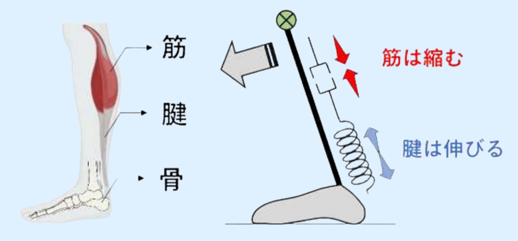 筋肉が十分に強くてもアキレス腱が柔らかいとふんばりがききません