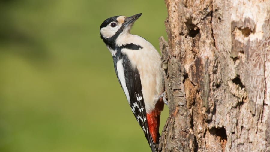 「気合いの呼吸」は生物共通の戦略か?