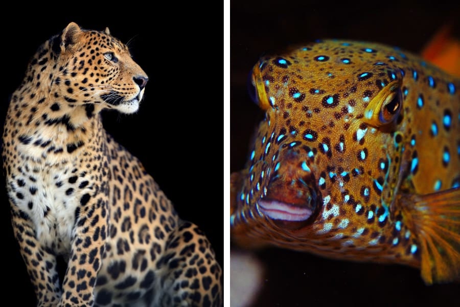 生物の模様はなぜ”美しく不完全”なのか？「反応拡散系」に新要素を追加し再現