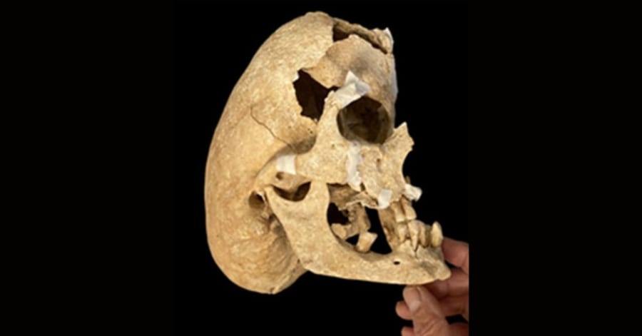 ヨーロッパチュウヒの頭骨 重度の奇形をもつ「中世騎士の頭蓋骨」を発見 - ナゾロジー
