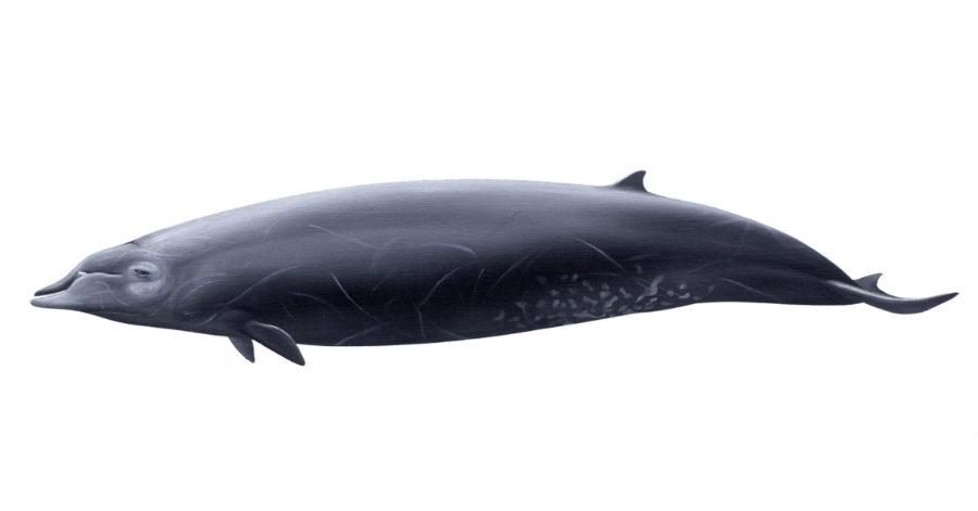 幻の鯨「イチョウハクジラ」の生存個体を初めて確認 - ナゾロジー