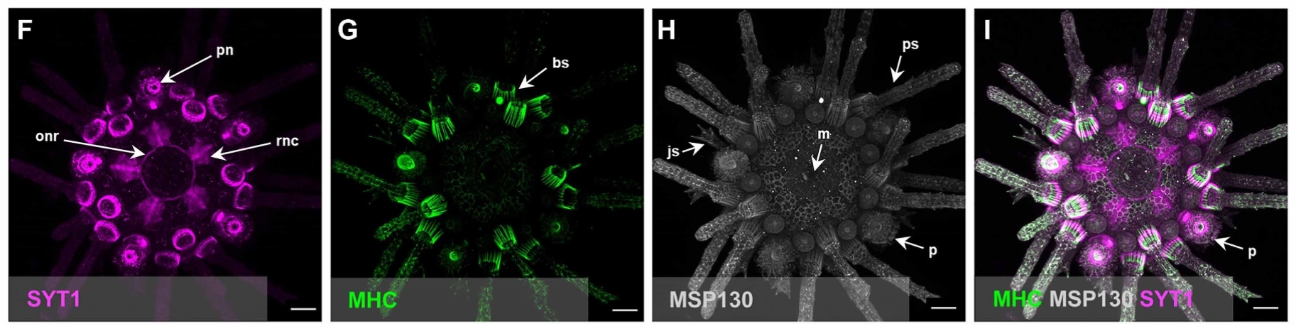 人間はずっとウニを誤解していた