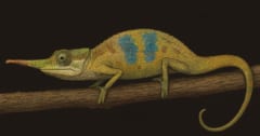 鼻の長い「ピノキオ・カメレオン」の新種を発見の画像 1/1