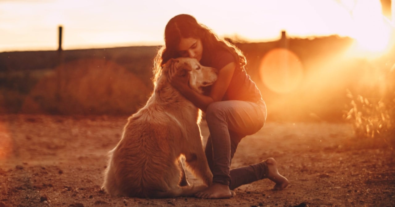 人間とゴールデン・レトリバーは「同じ遺伝子」を共有していたの画像 1/1
