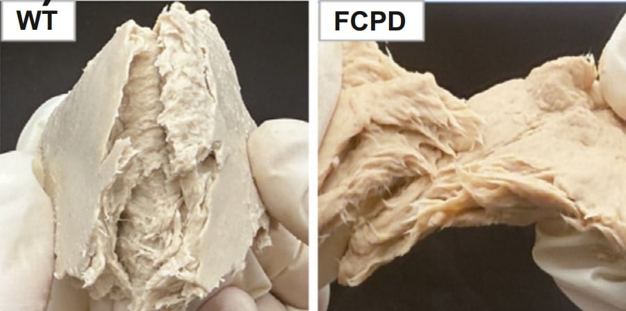 遺伝子編集で「菌のお肉」の生産速度が88%増加