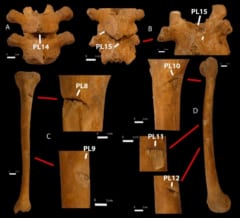 骨に残った傷跡