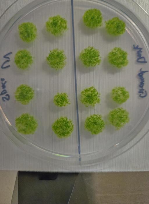 コケが「9カ月間の宇宙滞在」でも生存できると判明の画像 3/3