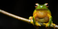 致死的の病原菌に犯されたカエルはジャンプ力が23%上がると判明――週末のガンギマリジャンプ