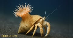 ヤドカリの宿になる「新種のイソギンチャク」を日本で発見の画像 1/3