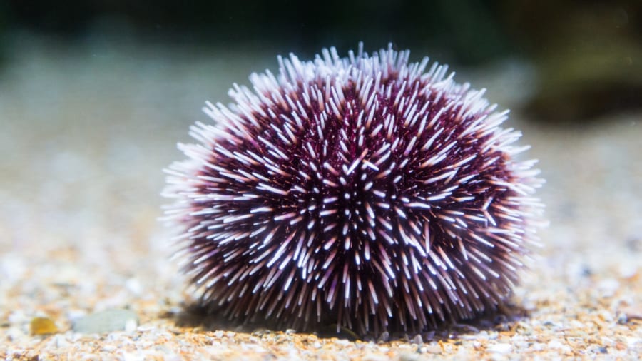 「頭がなくても知性がある」ことの意味