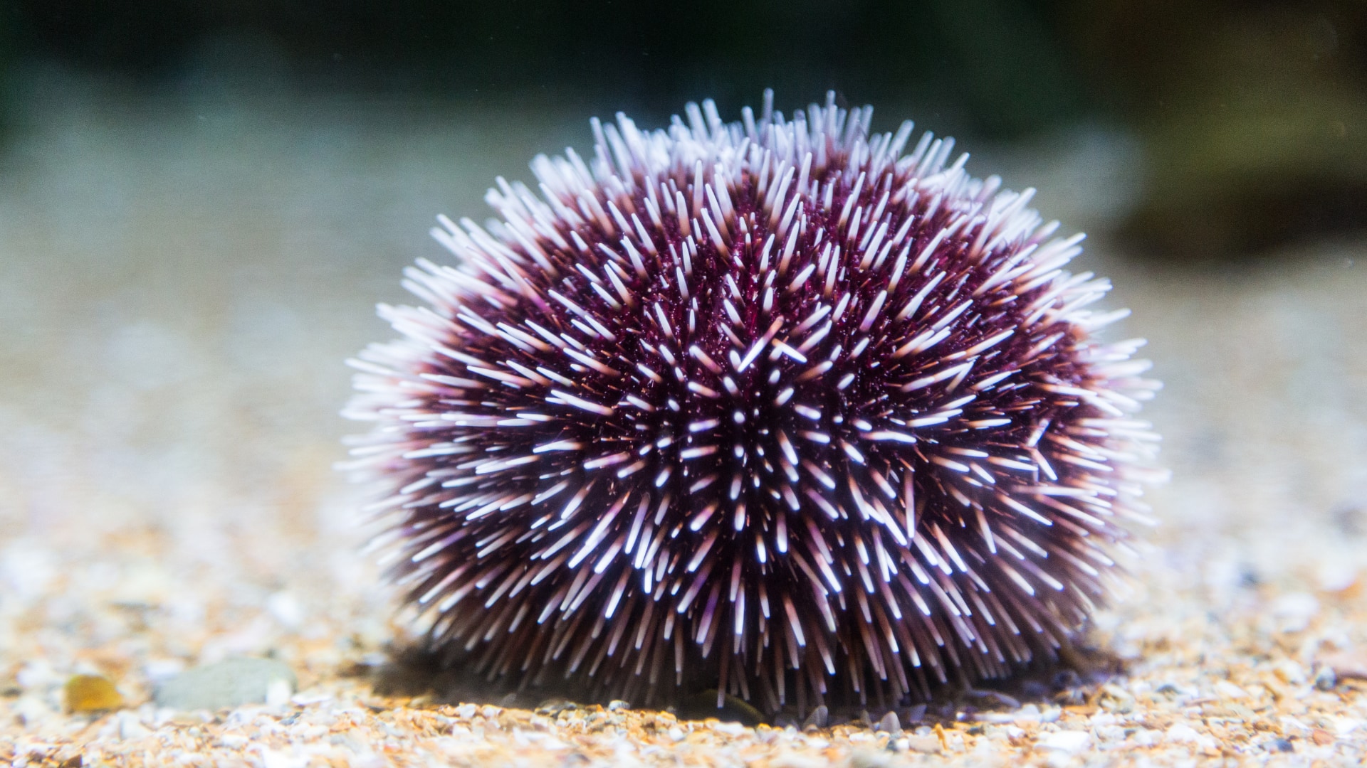 「頭がなくても知性がある」ことの意味