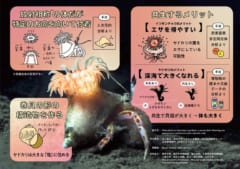 ヤドカリの宿になる「新種のイソギンチャク」を日本で発見の画像 3/3