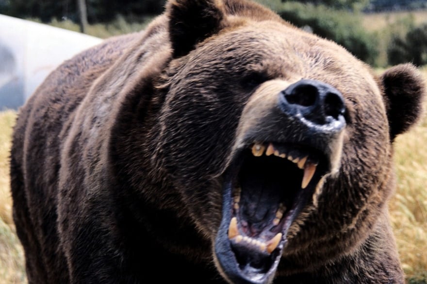 降水量が減少するごとに「野生動物によるトラブルが増える」と判明