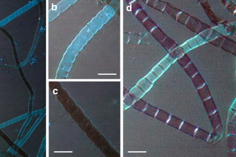 生物が作る金属有機構造体（MOF）を初めて発見 - ナゾロジー