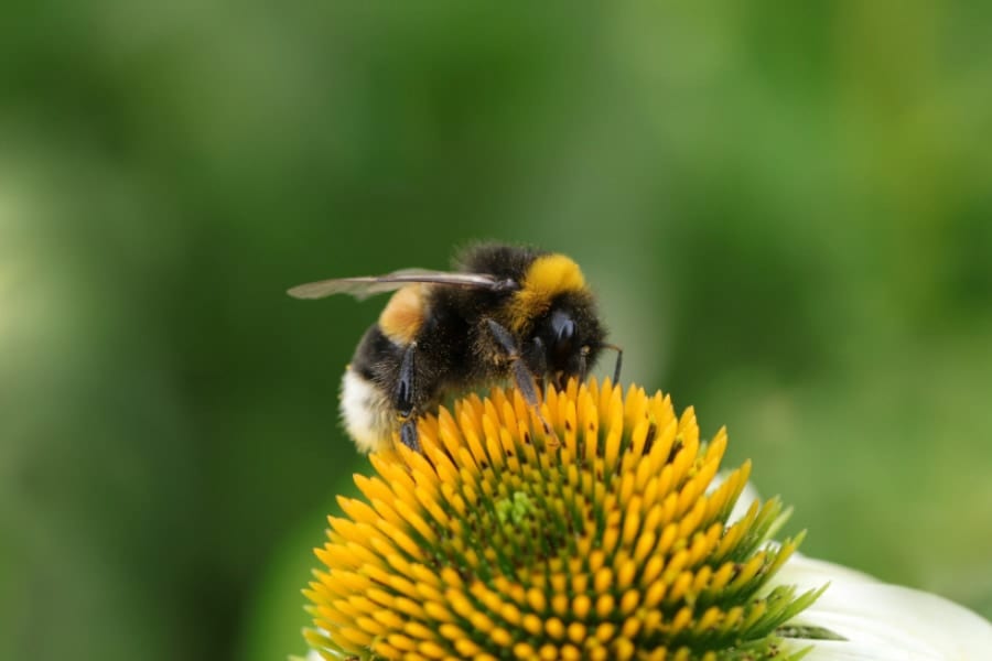 マルハナバチは「モールス信号」を理解できると判明