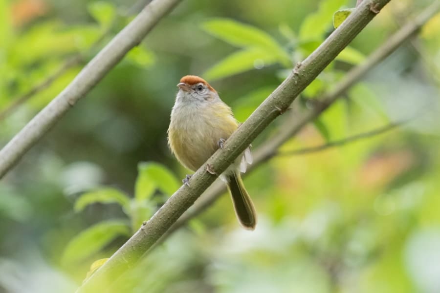 鳥のさえずり音に「うつ症状を緩和する効果」があると判明