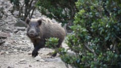 泳ぐイノシシが離島に侵攻している