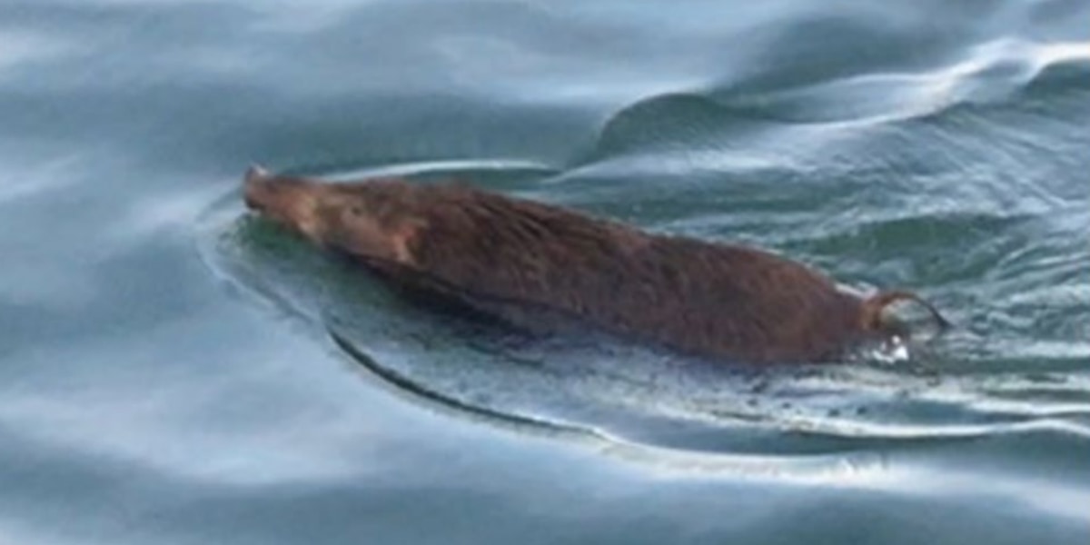 海を渡るイノシシの正体をDNA鑑定で解明