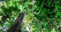 CO2増加に伴い「アマゾン最古の木々」が成長していたの画像 1/1