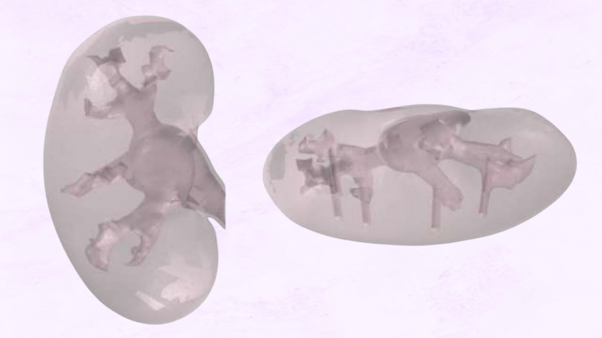 実験で使用された人工の腎臓モデル