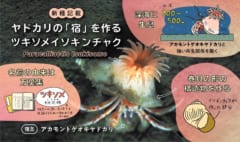 ヤドカリの宿になる「新種のイソギンチャク」を日本で発見の画像 2/3