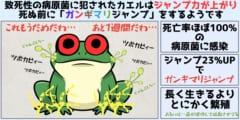 致死的の病原菌に犯されたカエルはジャンプ力が23%上がると判明――週末のガンギマリジャンプの画像 2/4
