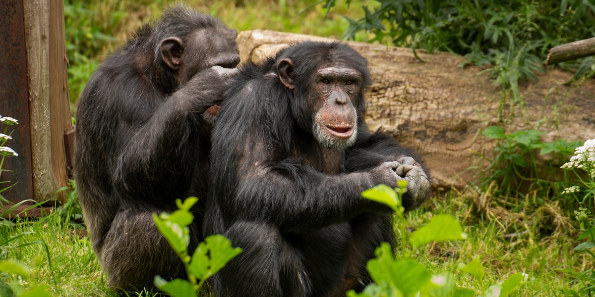 キスはサルの毛づくろい時の唇の動きが転用されたものだった