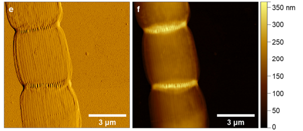 微生物が作る電線は何からできているのか？