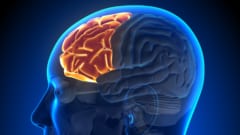 脳が眠る瞬間を捉えることに成功