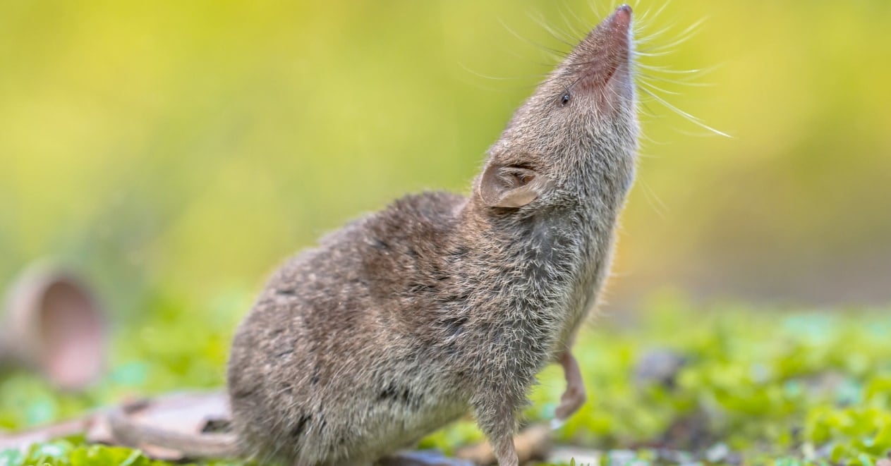 クリスマス島固有のトガリネズミが外来種によって絶滅【正式認定】の画像 1/1