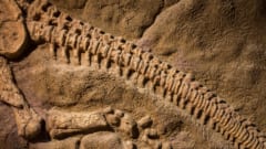 化石が好きなコケの噂は本当なのか？