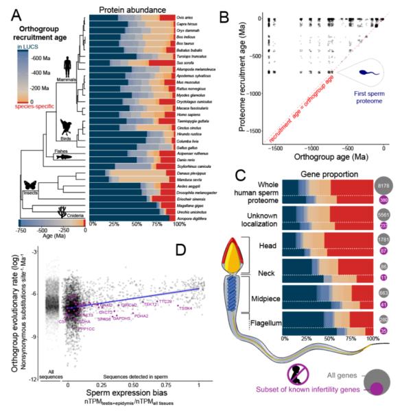 単細胞の遺産を“生殖用”に再配線